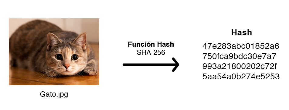 aplicando funcion hash 256 a imagen de un gato